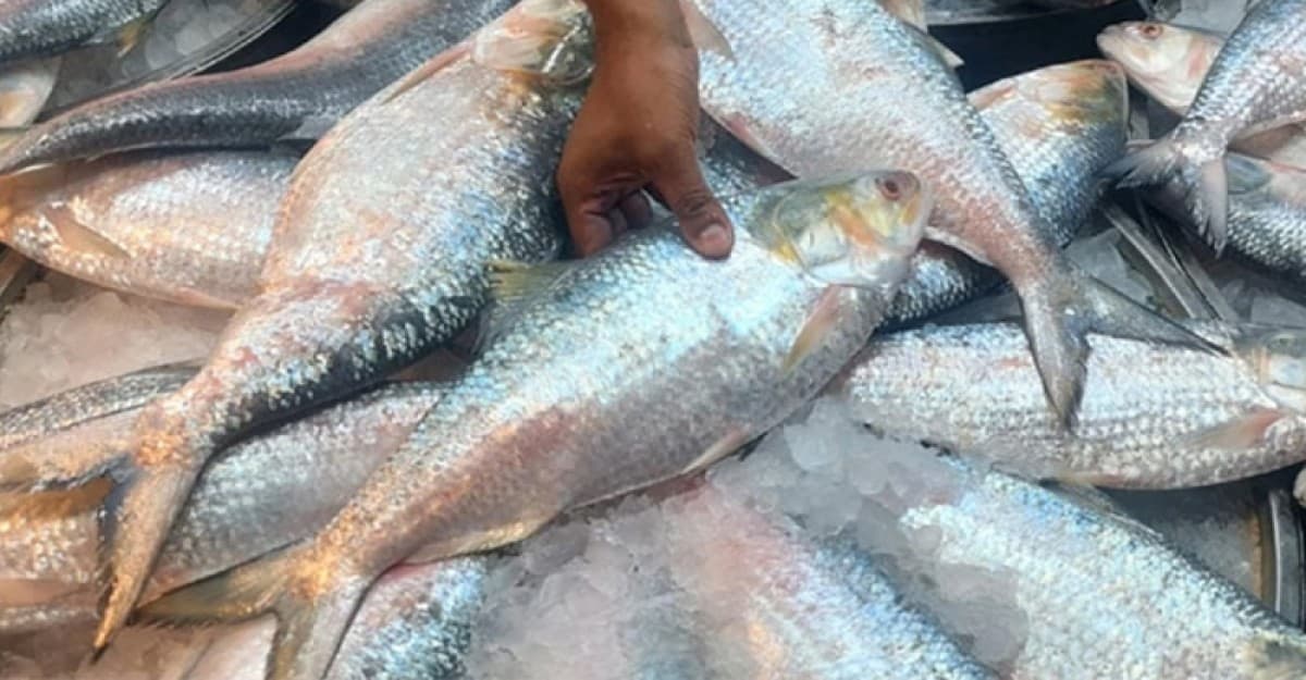 এবার দুর্গাপূজায় ইলিশ পাঠাতে বাংলাদেশের কাছে ভারতের আবদার