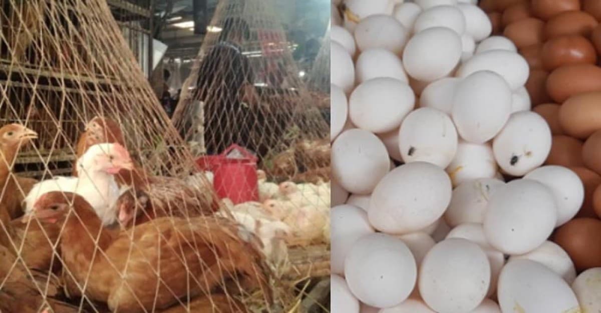 ডিম-মুরগির দাম নির্ধারণ কাগজে-কলমেই, বাজারে ভিন্ন দাম