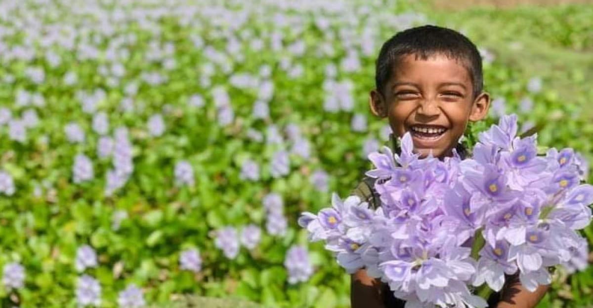 কুড়িগ্রামের বিল-ঝিলে সৌন্দর্য ছড়াচ্ছে কচুরিপানা