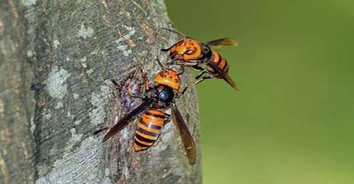 ভিমরুলের কামড়ে বাবা-মেয়ের পর প্রাণ গেল ছেলের