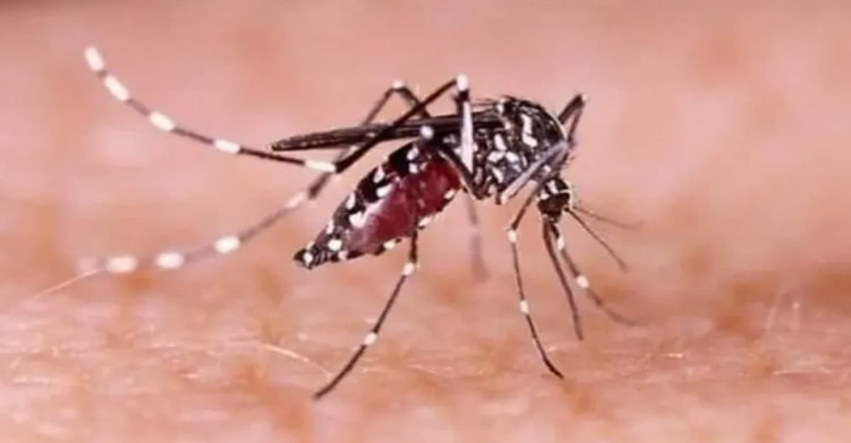 ডেঙ্গুতে একদিনে প্রাণ গেল আরও ৭ জনের