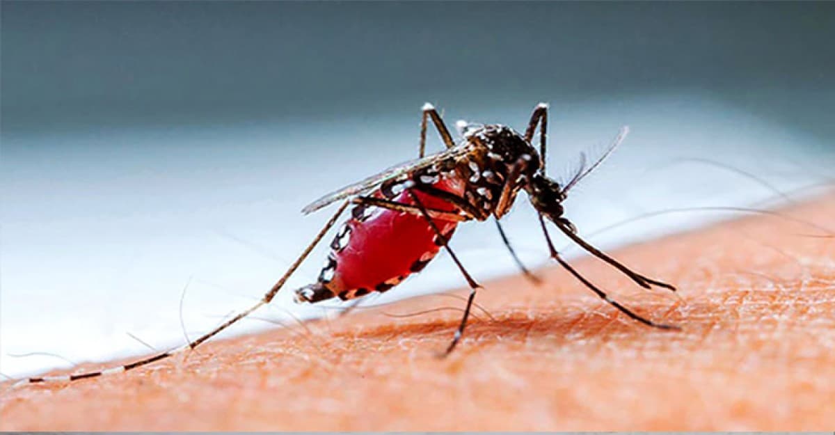 ডেঙ্গুতে আরও ৪ জনের মৃত্যু