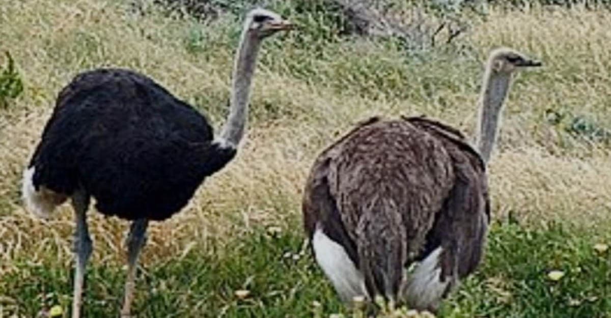 বিএলআরআইএ প্রথম বারের মত গবেষণার মাধ্যমে উঠ পাখি পালন শুরু করা হয়েছে