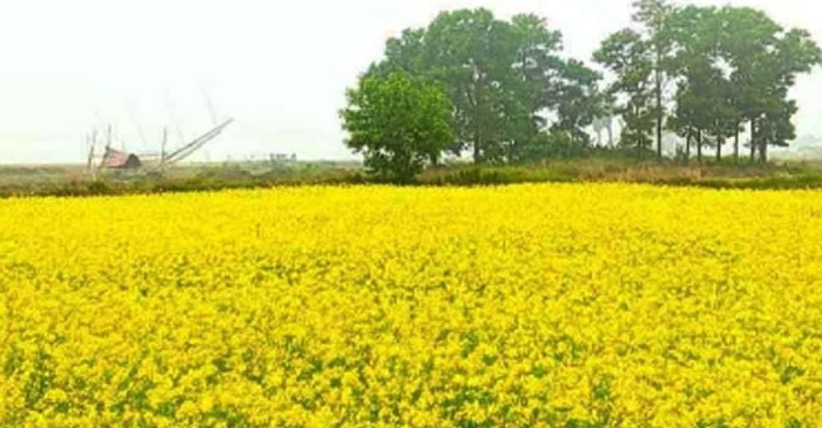 শ্রীনগরে জৌলুস ছড়াচ্ছে সরিষা