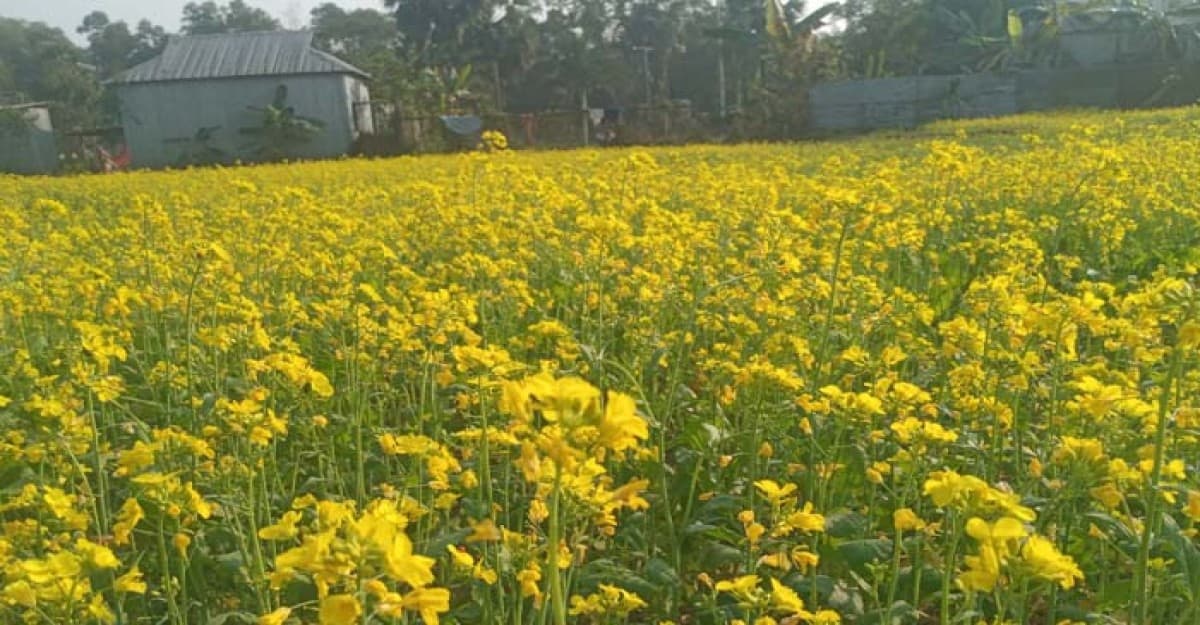 শ্রীপুরে দেশীয় জাতের সরিষা চাষে ঝুঁকছেন কৃষকরা