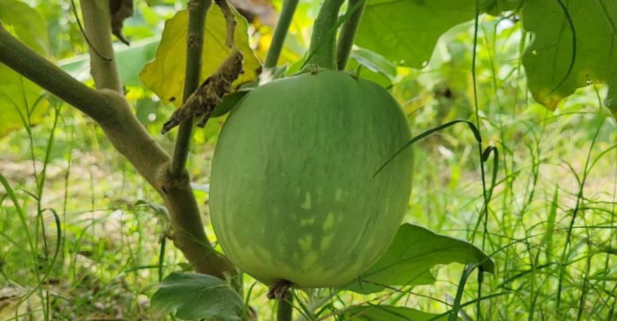 চট্টগ্রামে ডাবুয়ার বগুনের বাম্পার ফলন