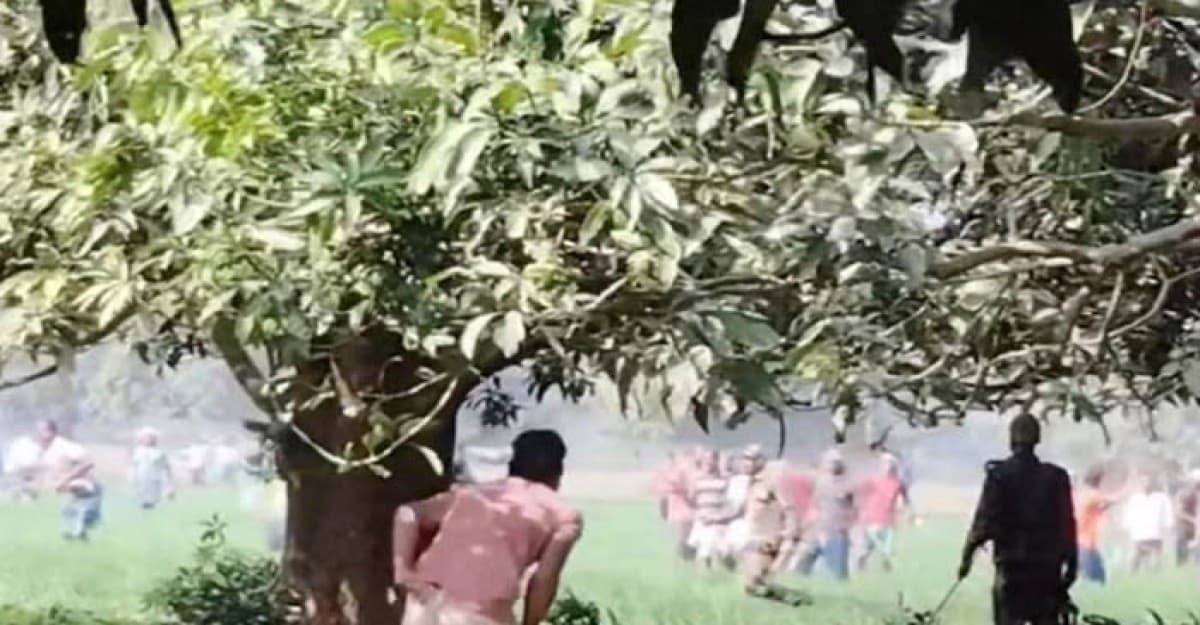 বাংলাদেশে ঢুকে গাছের ডাল কাটল বিএসএফ, সীমান্তে চরম উত্তেজনা