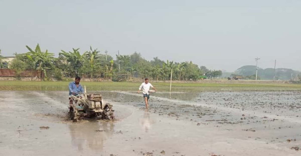 শীতকে উপক্ষো করেই  বোরো ধানের চারা রোপণে ব্যস্ত কৃষক