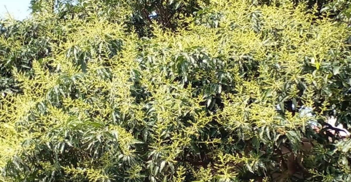 আমের মুকুলে ছেয়ে গেছে গাছ, চারপাশ ছেয়ে গেছে মৌ মৌ ঘ্রানে