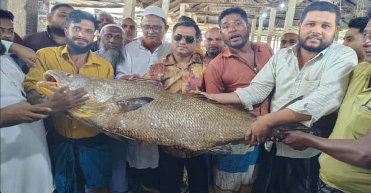 পাথরঘাটায় জেলের জালে ৩৪ কেজি ভোল মাছ বিক্রি হল সাড়ে ৯ লাখ টাকায়