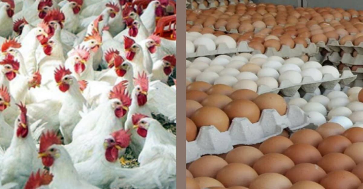 ১লা মে থেকে ডিম-মুরগি উৎপাদন বন্ধ ঘোষণা