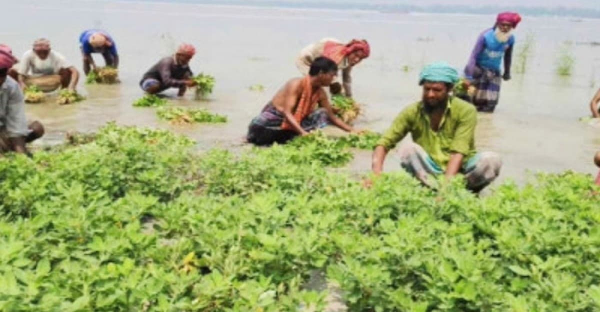 সিরাজগঞ্জে যমুনায় হঠাৎ পানি বেড়ে তলিয়ে গেছে চীনা বাদাম