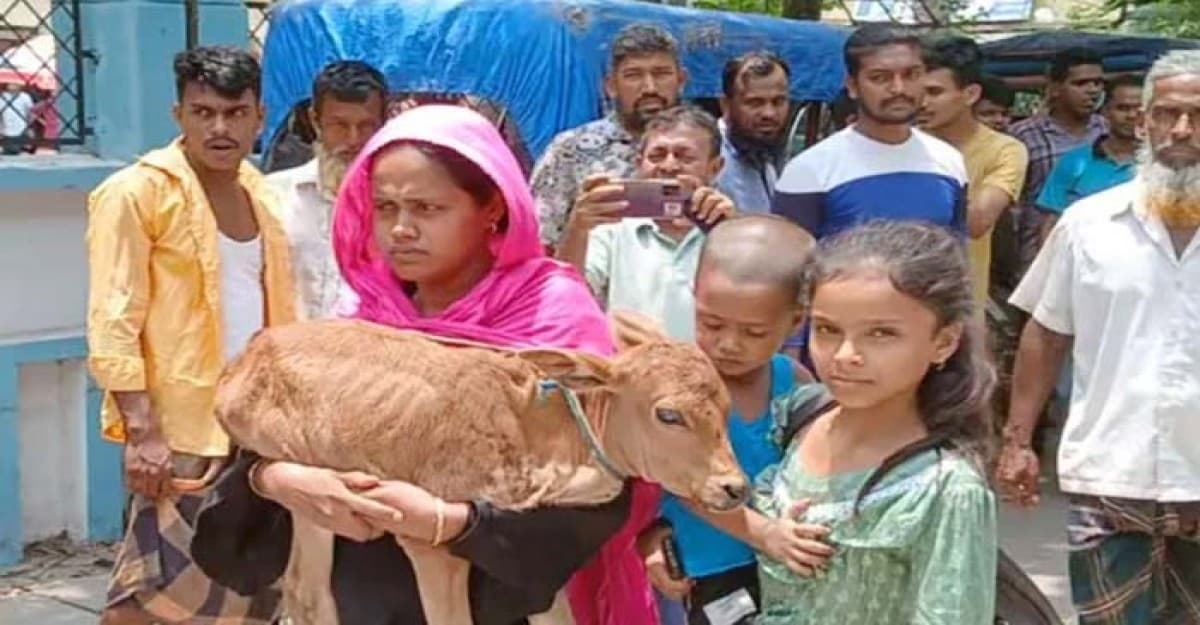গাভী নিয়ে গেছে  বিএনপি নেতা, বাছুর কোলে আদালতে নারী