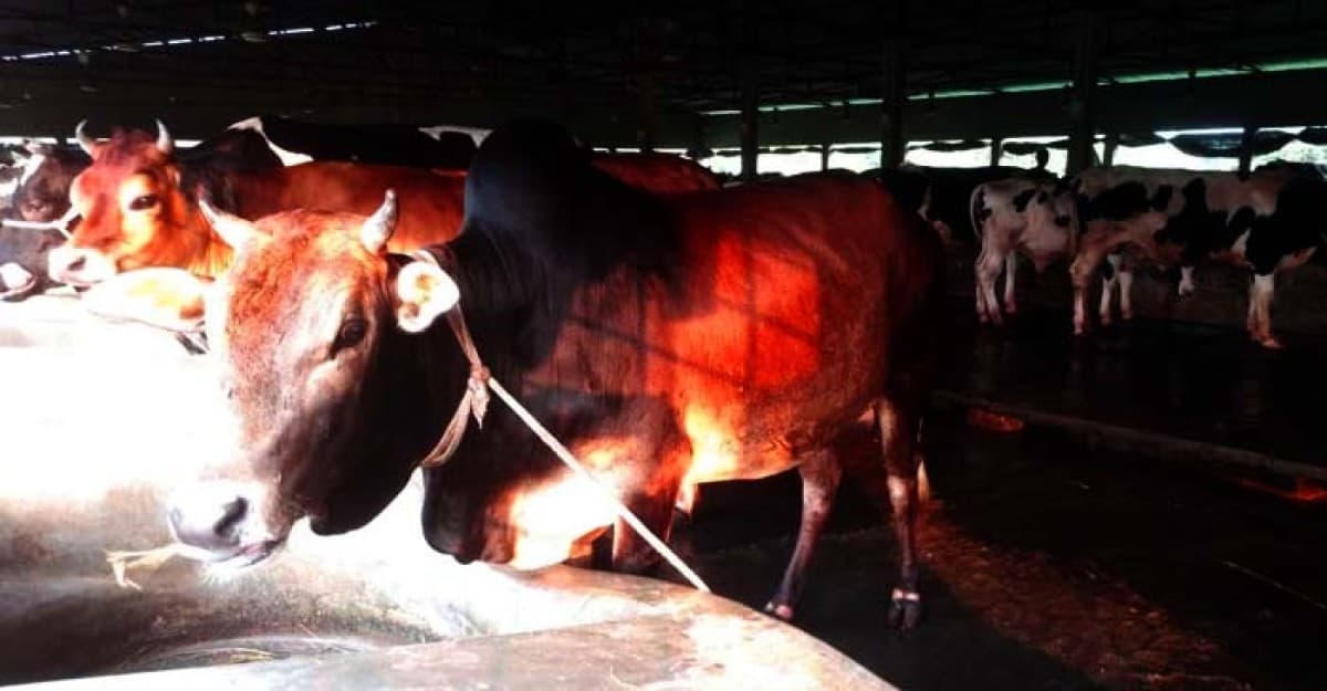 নান্দাইলে কোরবানির জন্য প্রস্তুত ২৩ হাজার গবাদী পশু