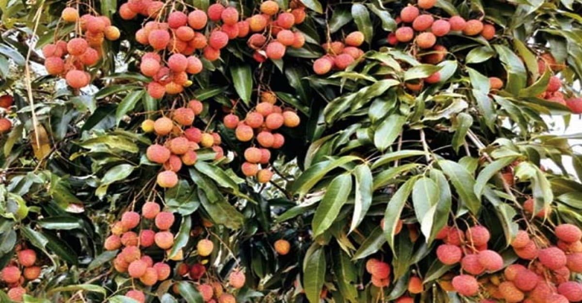 গাছে গাছে ঝুলছে রসালো লিচু