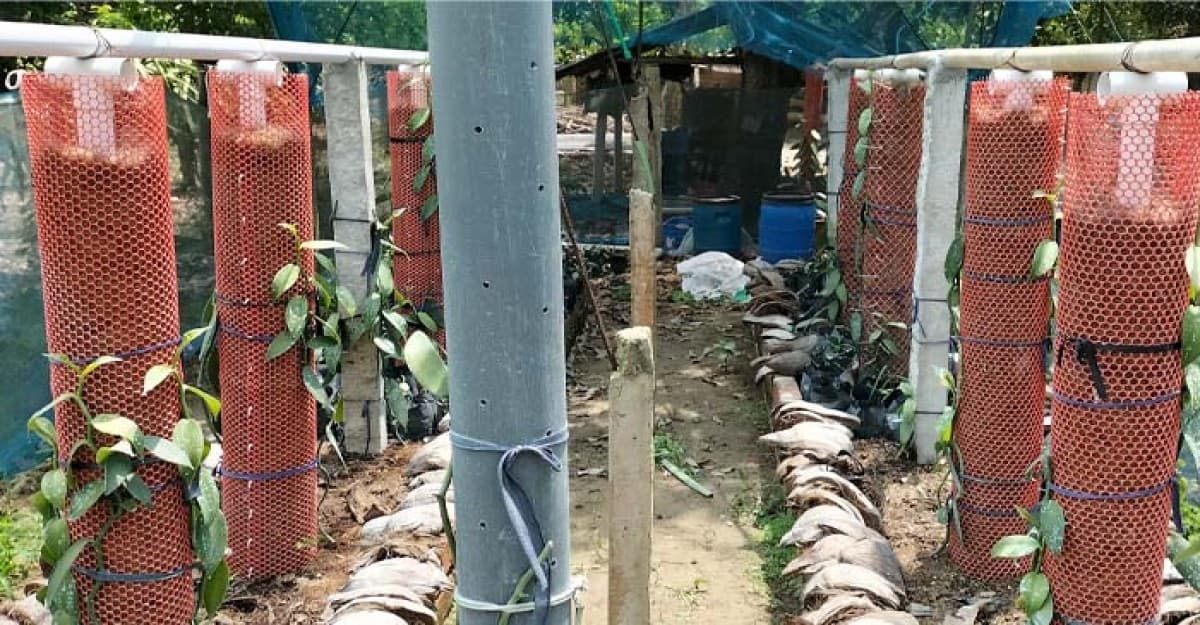 মহেশপুরে ফলেছে কালো সোনা নামে পরিচিত ‘ভ্যানিলা মসলা’