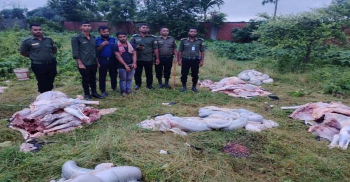 রূপগঞ্জে ৫টি জবাইকৃত ঘোড়ার মাংস উদ্ধার
