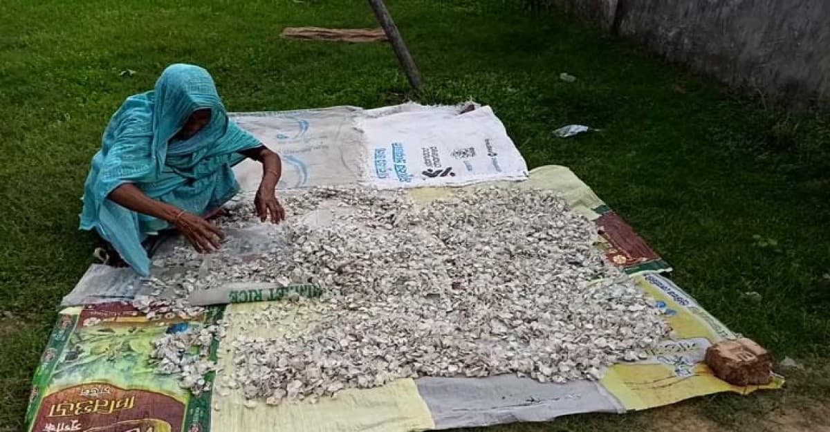 মৌলভীবাজারে ফেলে দেওয়া আঁশ বিক্রি করে স্বাবলম্বী শত শত পরিবার