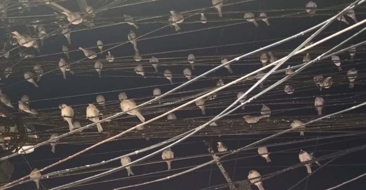 চঞ্চল চড়ুইয়ে সেজেছে মৌলভীবাজারের আকাশ