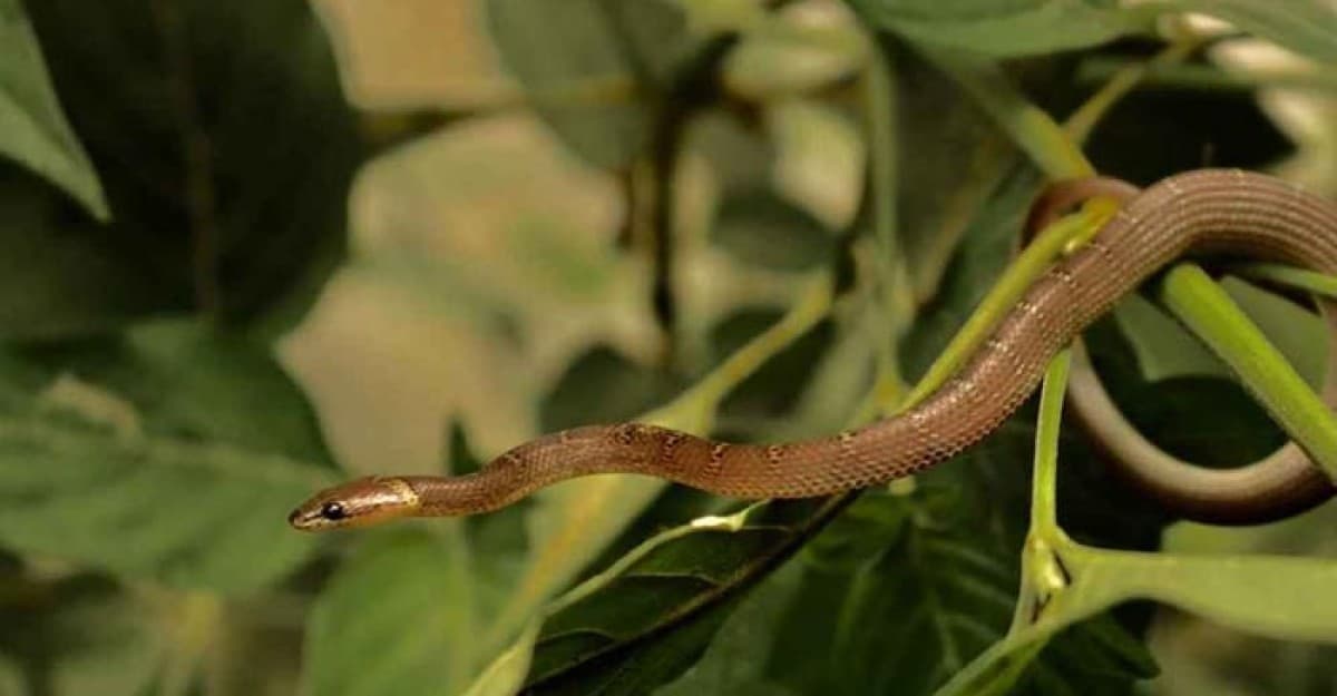 বর্ষাকালে সতর্ক থাকুন: যে ৬ ধরনের গাছে সাপের আনাগোনা বেশি