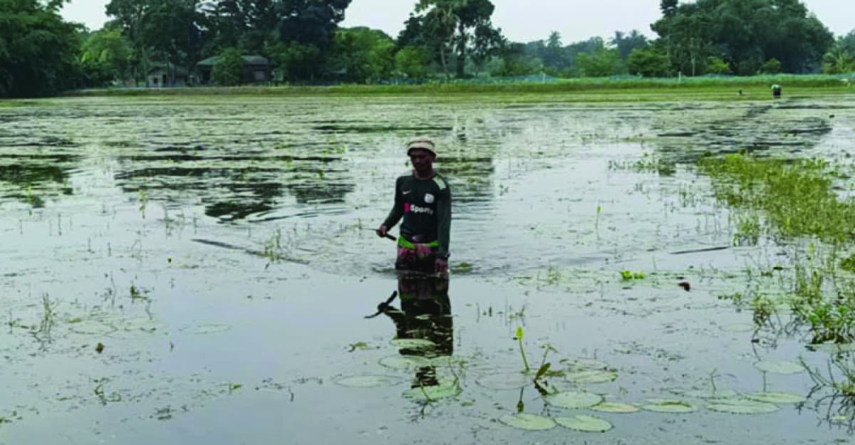 মহেশপুরে বাঁধে আটকা পানি, ডুবে গেছে শত বিঘা ধান