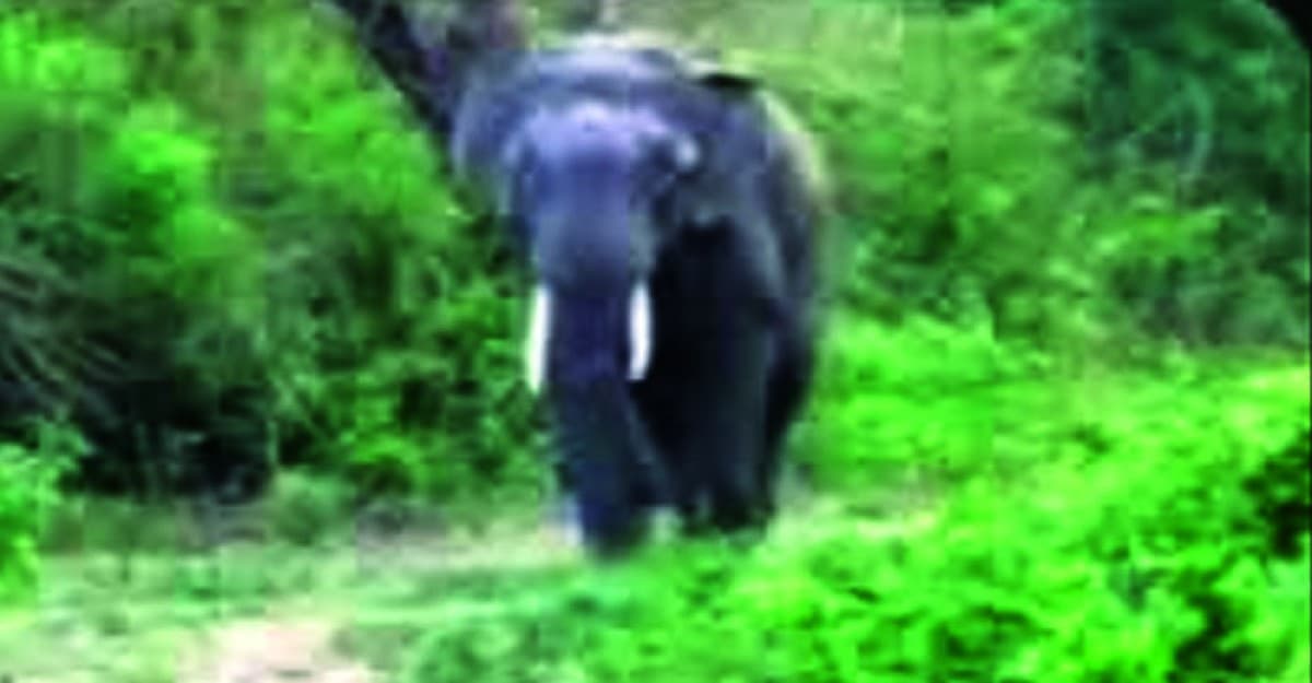 স্থলমাইনে আহত বন্যহাতির হামলায় ডাক্তারসহ আহত ১৫