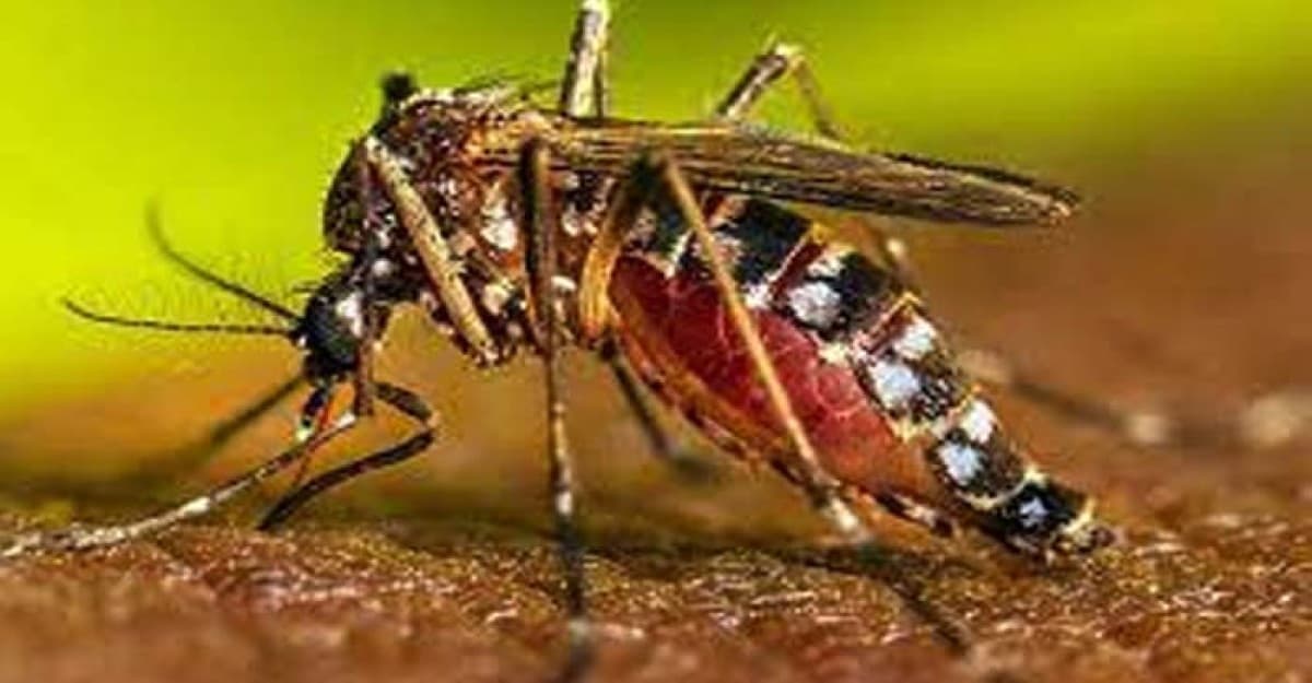 ডেঙ্গুতে ২৪ ঘণ্টায় প্রাণ গেল আরও ৪ জনের