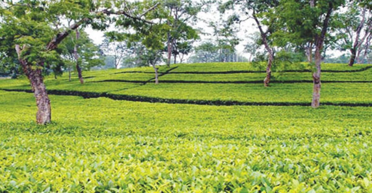 পঞ্চগড়ে হঠাৎ দাম কমে যাওয়ায় চা চাষীরা হতাশ