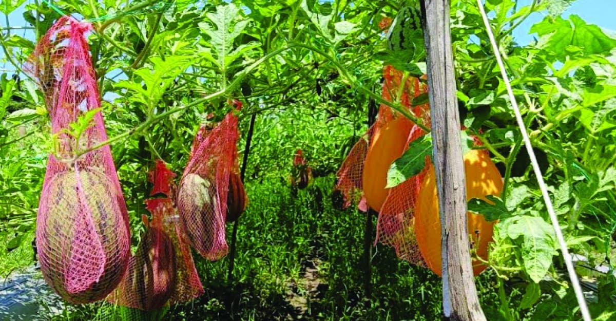 তালায় গ্রীষ্মকালীন তরমুজ চাষ, অতিবৃষ্টিতে লোকসানের শঙ্কা