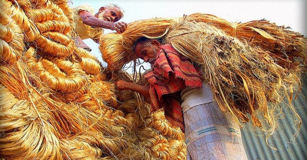 বাংলাদেশের কাঁচাপাট রপ্তানি হচ্ছে ১২টি দেশে