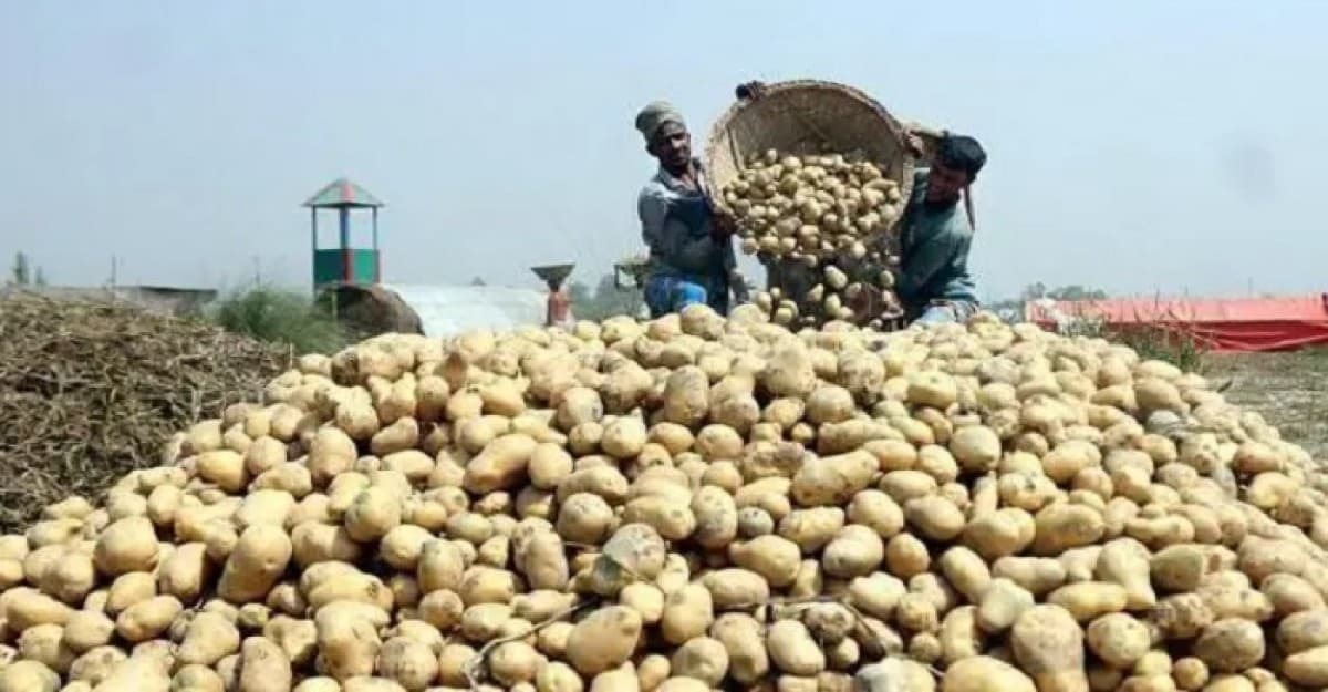 আলুর মূল্য নির্ধারণ করলো সরকার