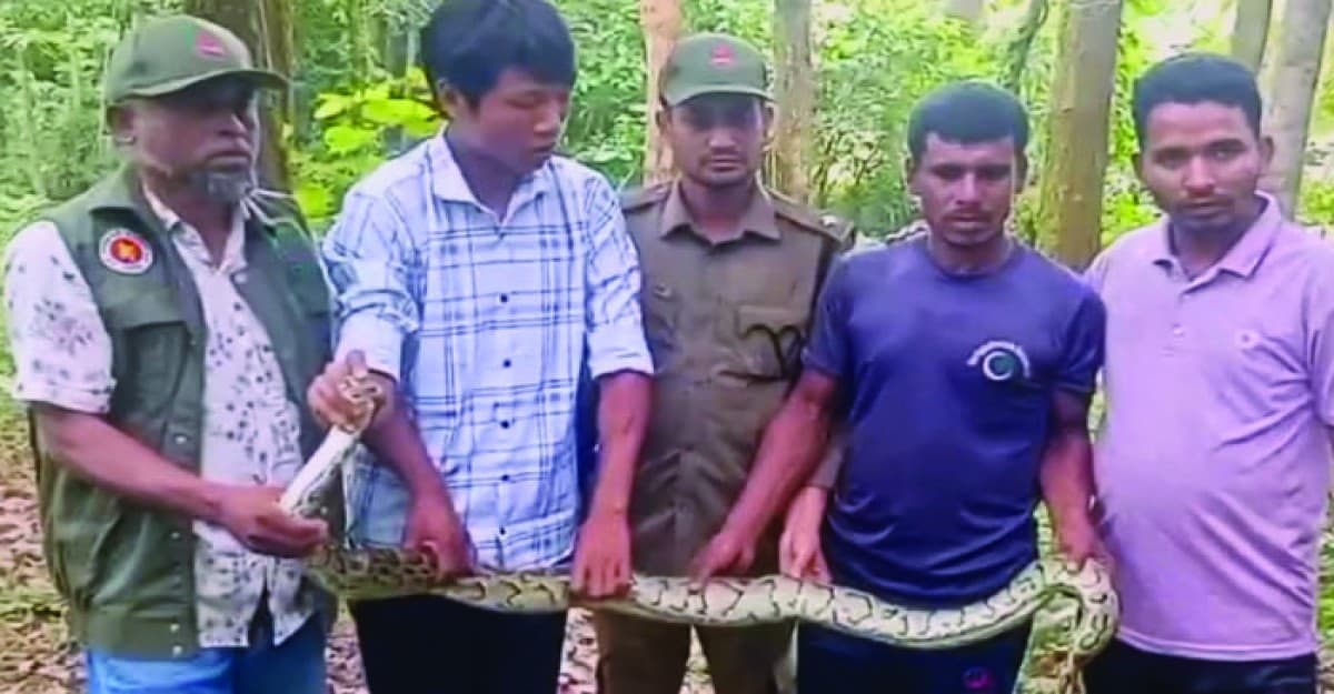 খাবারের সন্ধানে কৃষকের জালে আটকা পড়ে অজগর সাপ, বনে অবমুক্ত