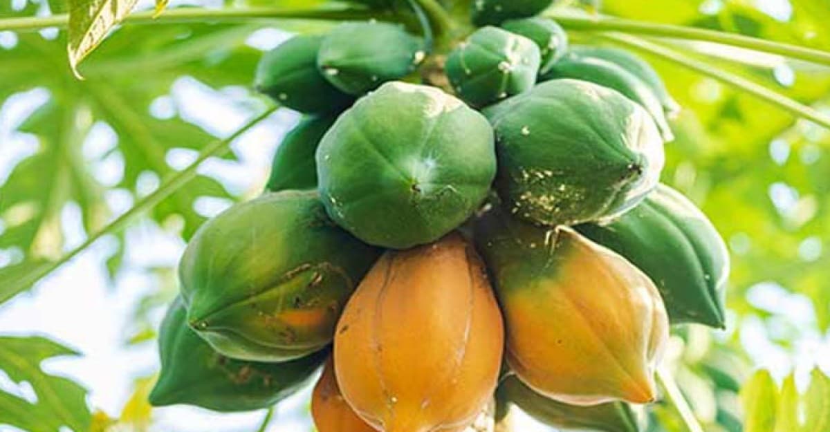 অধিকাংশ রোগের প্রাকৃতিক চিকিৎসক পেঁপে