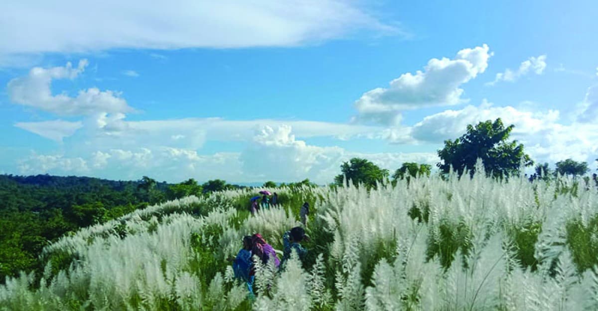 দীঘিনালার পাহাড়ি জনপদে শরতের কাশফুলে সাদা শুভ্রতার মেলা