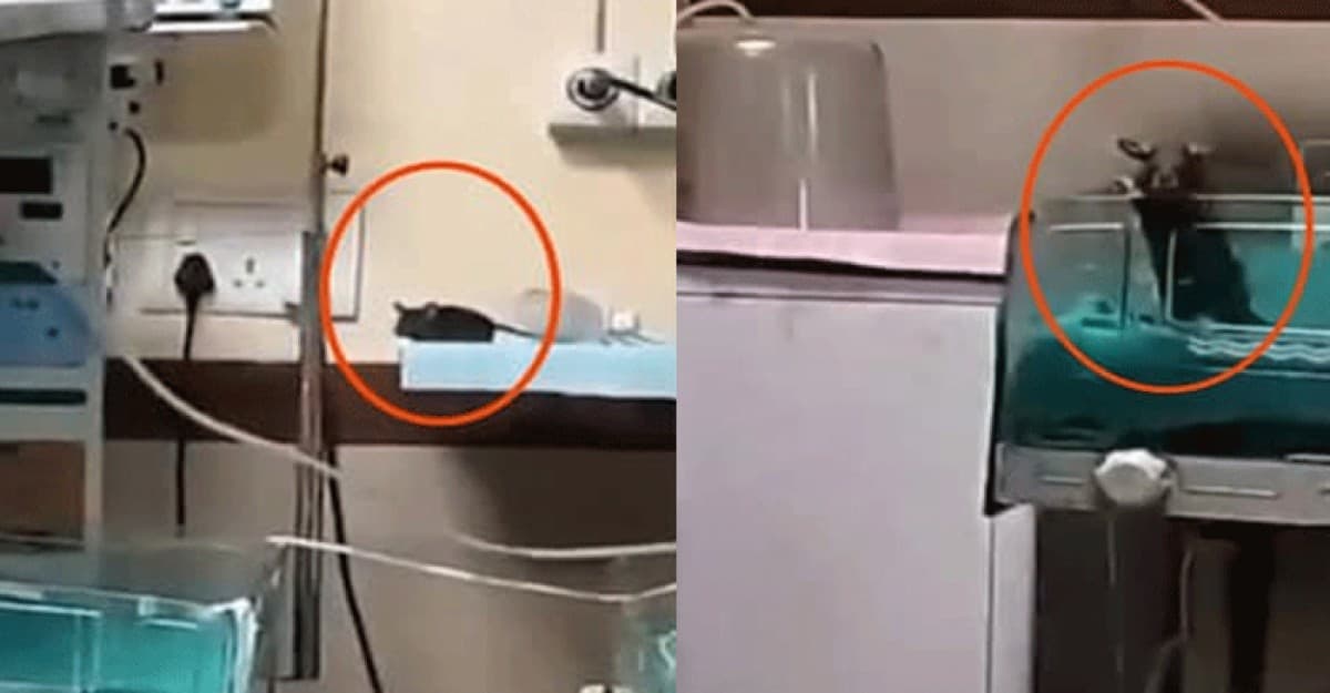 হাসপাতালের ভেতরে ইঁদুরের কামড়ে দুই নবজাতকের মৃত্যু