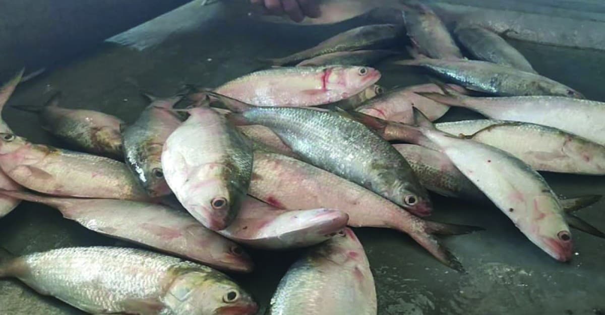 ভরা মৌসুমেও নেই ইলিশ, অলস সময় কাটাচ্ছে কমলনগরের আড়ৎদাররা