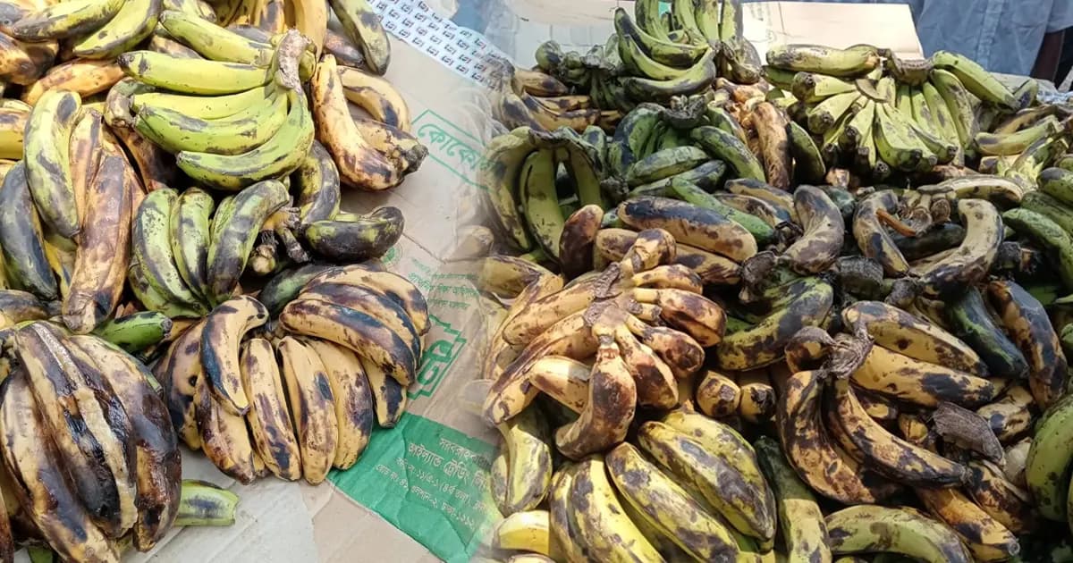 পুষ্টিকর খাবারের নামে পঁচা কলা দেওয়া হচ্ছে শিক্ষার্থীদের