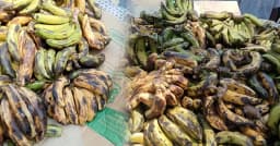 পুষ্টিকর খাবারের নামে পঁচা কলা দেওয়া হচ্ছে শিক্ষার্থীদের