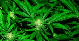 ৪৬ কেজি গাঁজাসহ গ্রেপ্তার মন্ত্রীর ভাই