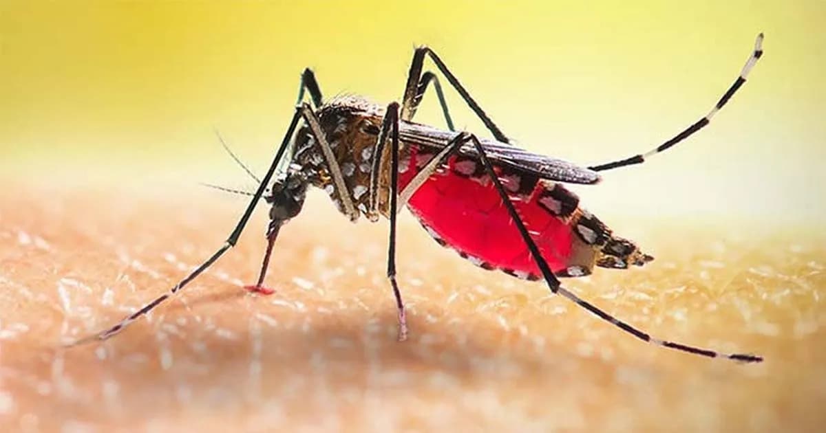 ডেঙ্গুতে আরও ৫ জনের মৃত্যু, হাসপাতালে ভর্তি ১১৪৭