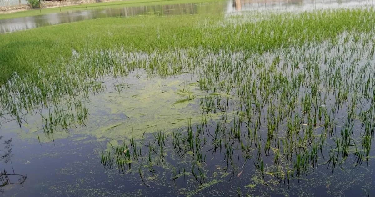চৈত্রের অকাল বৃষ্টিতে চাকিরপশার বিলে ১০০ একর ফসল তলিয়ে