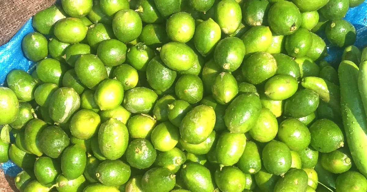 শ্রীপুরে চোখ রাঙাচ্ছে লেবু, শসা এখন বিলাসিতা