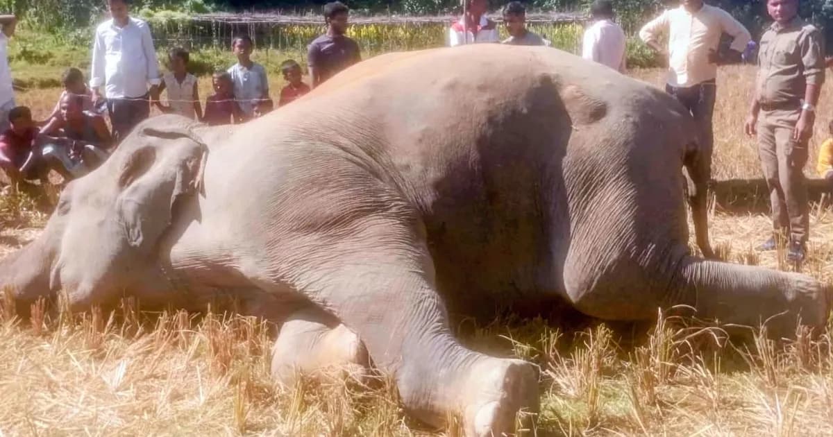 উখিয়ায় বৈদ্যুতিক ফাঁদে স্পৃষ্ট হয়ে বন্যহাতির মৃত্যু