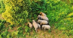 কাপ্তাই জাতীয় উদ্যানে নতুন হাতি শাবকের জন্ম