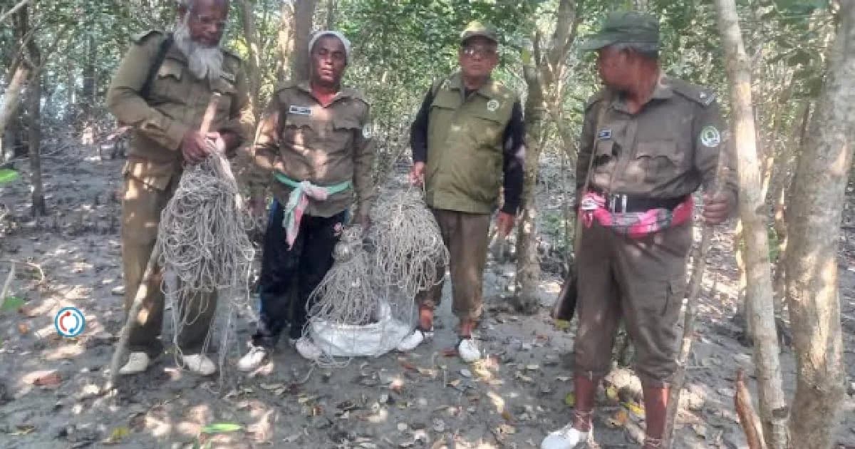 সুন্দরবনের ৩৫০ ফুট হরিণ শিকারের ফাঁদ উদ্ধার