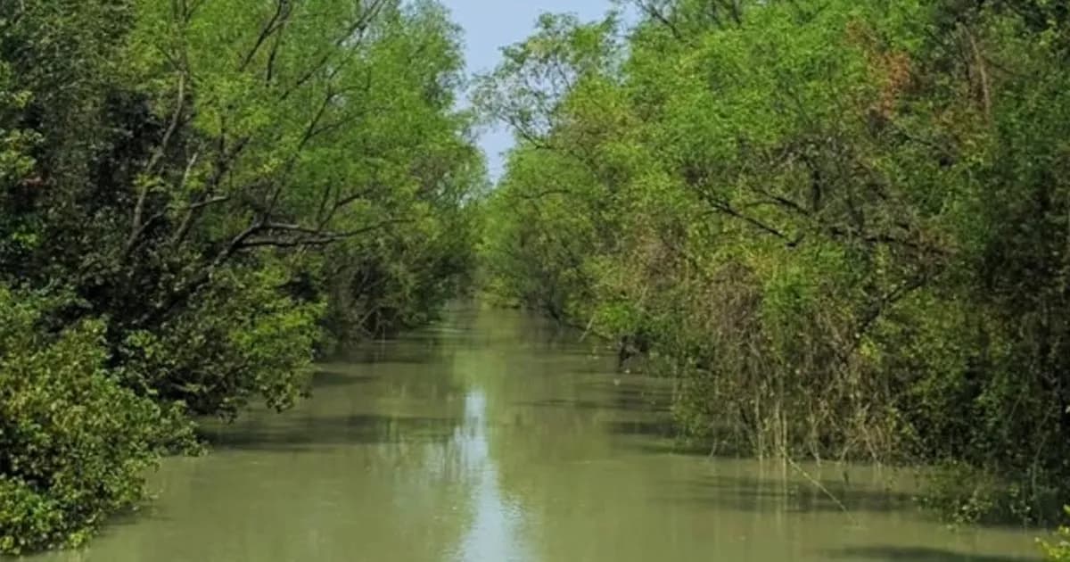 রাঙ্গাবালীর চরহেয়ার দ্বীপে বিদেশী পর্যটকদের পদচারণা