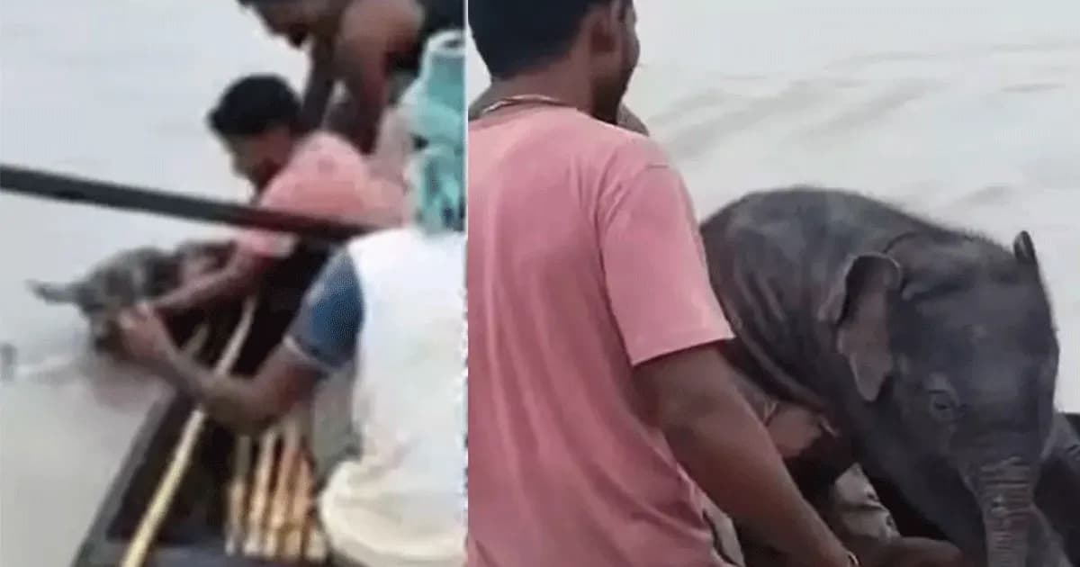 স্রোতে ভেসে যাওয়া হস্তিশাবককে বাঁচিয়ে মায়ের কাছে ফেরালেন জেলেরা