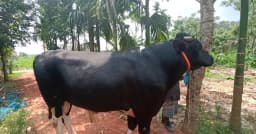 মৌলভীবাজারে ৩০ মণের ‘কালোমানিক’ ঘিরে দর্শনার্থীদের ভিড়