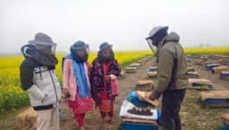 নওগাঁর সাপাহারে সমন্বিত চাষে বাড়ছে ফসল ও মধুর উৎপাদন