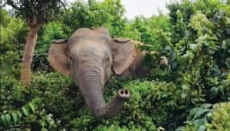 বন্যহাতির আক্রমনে মানসিক ভারসাম্যহীন নারীর মৃত্যু